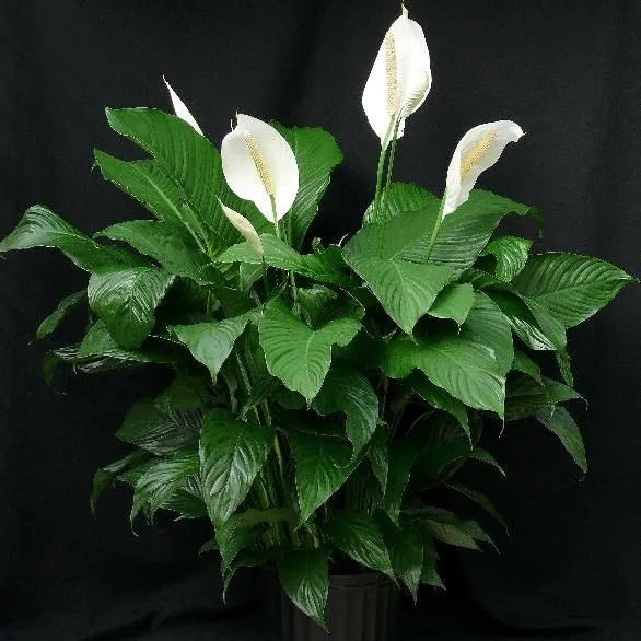 thumbnail for publication: Florida Foliage House Plant Care: Spathiphyllum